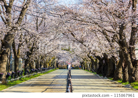 日本賞櫻勝地100選:新潟高田城跡公園 日本賞櫻勝地100選:新潟高田城跡公園 115867961