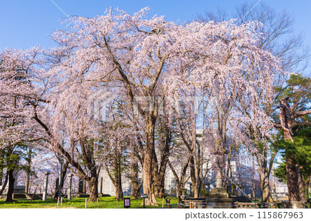 日本賞櫻勝地100選:新潟高田城跡公園 日本賞櫻勝地100選:新潟高田城跡公園 115867963