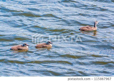 The waterfowl bird, great crested grebe with chick, swimming in the lake. The waterfowl bird, great crested grebe with chick, swimming in the lake. 115867967