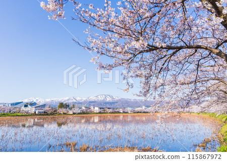 Top 100 Cherry Blossom Spots in Japan: Takada Castle Park, Niigata 115867972
