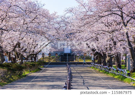 日本賞櫻勝地100選:新潟高田城跡公園 日本賞櫻勝地100選:新潟高田城跡公園 115867975