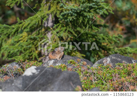 岩石區的天使 伊宗鼠兔 115868123