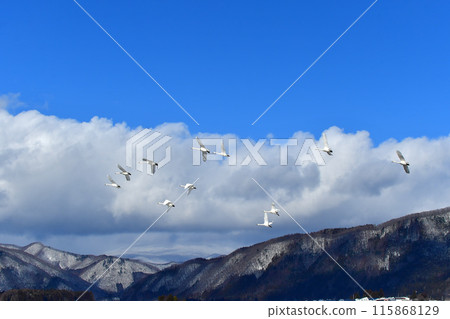 Swan of Inawashiro Swan of Inawashiro 115868129