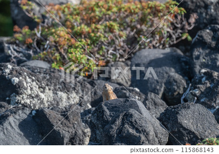 岩石區的天使 伊宗鼠兔 115868143