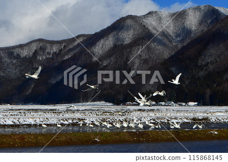 Swan of Inawashiro Swan of Inawashiro 115868145