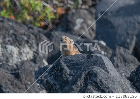 岩石區的天使 伊宗鼠兔 115868150