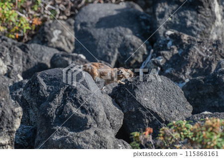 Angel of the Rocks: The Japanese Pika 115868161