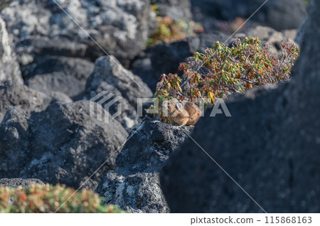 岩石區的天使 伊宗鼠兔 115868163