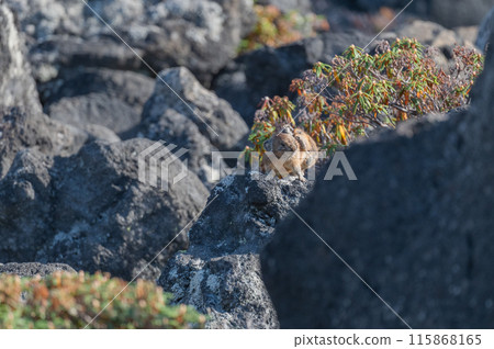 Angel of the Rocks: The Japanese Pika 115868165