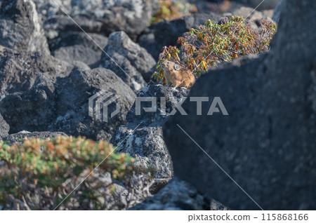 Angel of the Rocks: The Japanese Pika 115868166