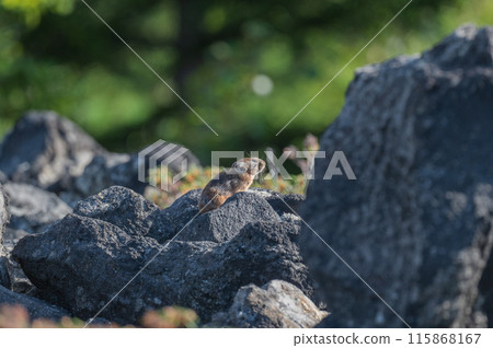 Angel of the Rocks: The Japanese Pika Angel of the Rocks: The Japanese Pika 115868167