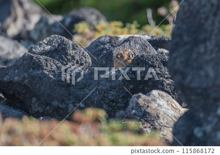 Angel of the Rocks: The Japanese Pika Angel of the Rocks: The Japanese Pika 115868172