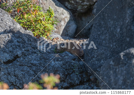 岩石區的天使 伊宗鼠兔 115868177