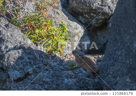 Angel of the Rocks: The Japanese Pika Angel of the Rocks: The Japanese Pika 115868179