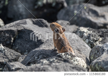 Angel of the Rocks: The Japanese Pika Angel of the Rocks: The Japanese Pika 115868180
