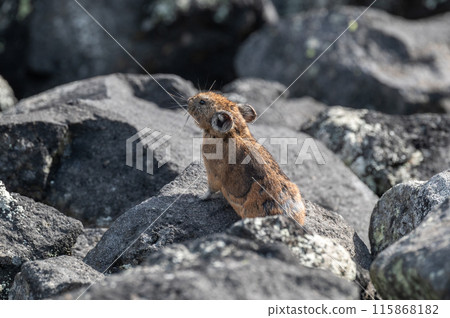 Angel of the Rocks: The Japanese Pika Angel of the Rocks: The Japanese Pika 115868182