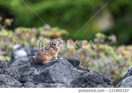 岩石區的天使 伊宗鼠兔 115868187