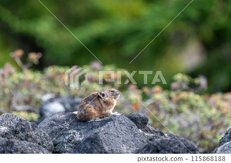 Angel of the Rocks: The Japanese Pika 115868188