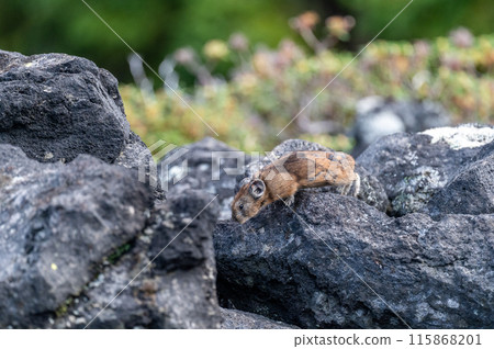 岩石區的天使 伊宗鼠兔 115868201