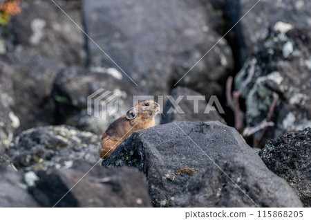 岩石區的天使 伊宗鼠兔 115868205