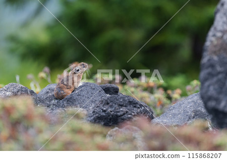 Angel of the Rocks: The Japanese Pika 115868207