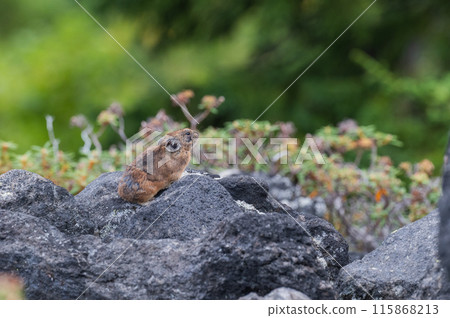 Angel of the Rocks: The Japanese Pika 115868213