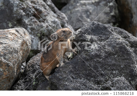 Angel of the Rocks: The Japanese Pika 115868218