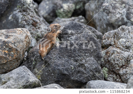 岩石區的天使 伊宗鼠兔 岩石區的天使 伊宗鼠兔 115868234
