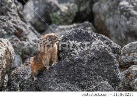 岩石區的天使 伊宗鼠兔 岩石區的天使 伊宗鼠兔 115868235