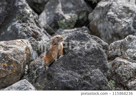 岩石區的天使 伊宗鼠兔 115868236
