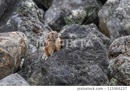 岩石區的天使 伊宗鼠兔 115868237
