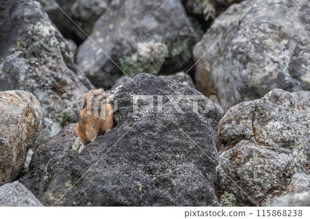 岩石區的天使 伊宗鼠兔 岩石區的天使 伊宗鼠兔 115868238
