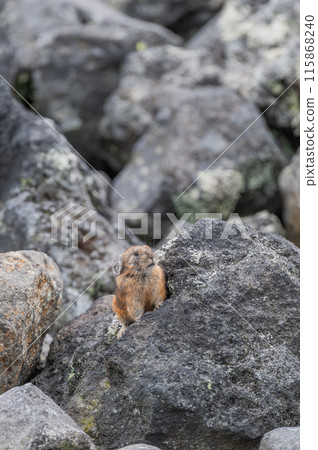 Angel of the Rocks: The Japanese Pika 115868240