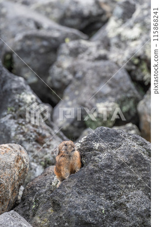 Angel of the Rocks: The Japanese Pika 115868241