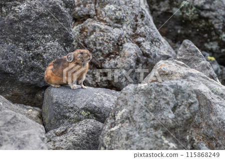 Angel of the Rocks: The Japanese Pika Angel of the Rocks: The Japanese Pika 115868249