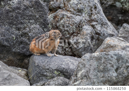 Angel of the Rocks: The Japanese Pika 115868250