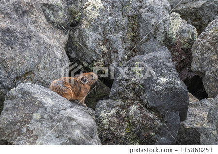 Angel of the Rocks: The Japanese Pika Angel of the Rocks: The Japanese Pika 115868251