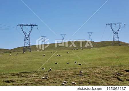 Sheep in the grass under power line 115868287