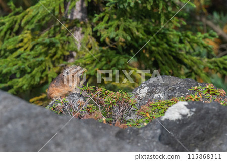 Angel of the Rocks: The Japanese Pika Angel of the Rocks: The Japanese Pika 115868311