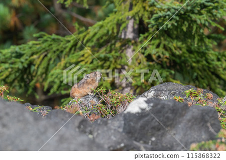 Angel of the Rocks: The Japanese Pika 115868322
