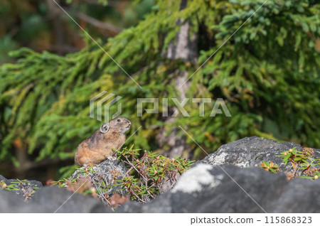 岩石區的天使 伊宗鼠兔 岩石區的天使 伊宗鼠兔 115868323