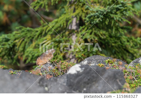 Angel of the Rocks: The Japanese Pika Angel of the Rocks: The Japanese Pika 115868327