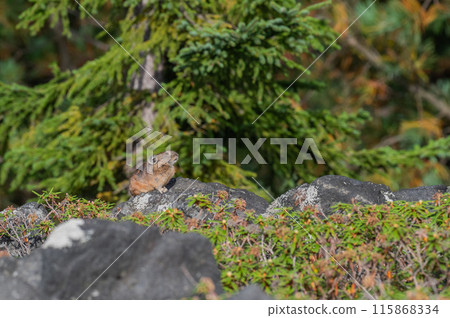 岩石區的天使 伊宗鼠兔 岩石區的天使 伊宗鼠兔 115868334