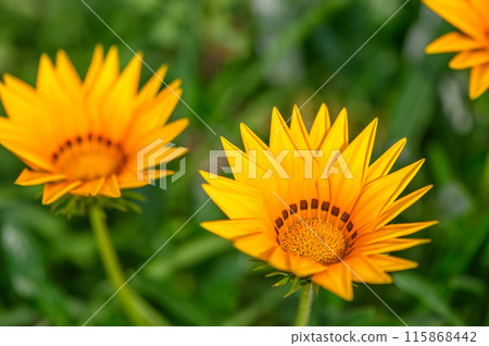 Yellow flowers of Gazania or Treasure in full bloom, Gazania rigens or Gazania splendens. 115868442