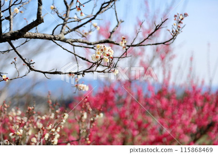 Refreshing white plum blossoms 115868469