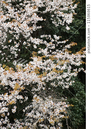 春天三月山裡野櫻桃的白色花朵 春天三月山裡野櫻桃的白色花朵 115868615