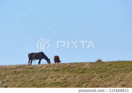Horses on the horizon Horses on the horizon 115868621