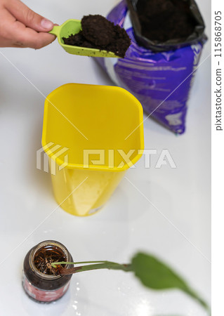 A hand scoops soil from a purple bag into a yellow pot 115868705