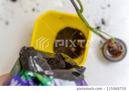 Repotting a houseplant with fresh soil 115868750