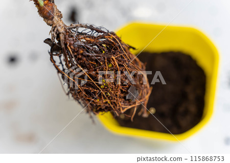 A close-up image of a plants root ball in a yellow pot 115868753